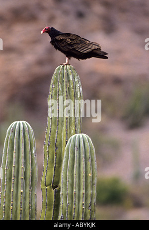 La Turchia avvoltoio sulle Cardon Cactus Cathartes aura Messico Foto Stock