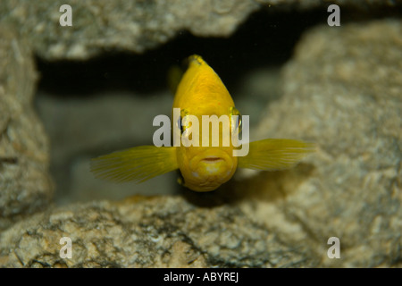 Golden Cichlid un pesci di acqua dolce dal lago Malawi in Africa Foto Stock