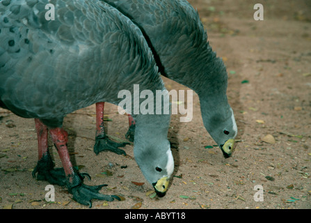 Capo oca sterile Foto Stock