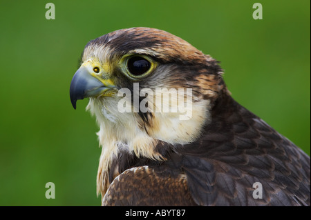 Lanner falcon prese a un gioco equo in tabley CHESHIRE REGNO UNITO Foto Stock