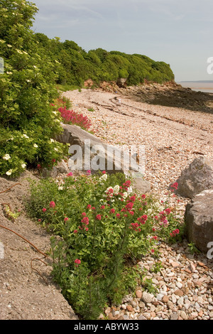 Il Galles Glamorgan Swanbridge St Marys ben Bay e testa Lavernock Foto Stock