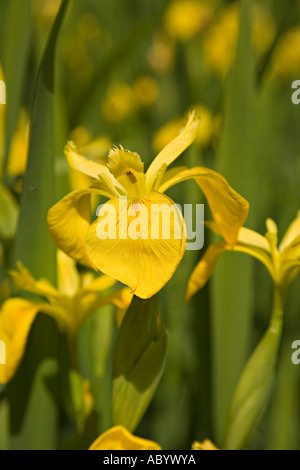 Bandiera gialla iris Iris pseudacorus a bordo del Brecon e Monmouthsire canal Wales UK Foto Stock