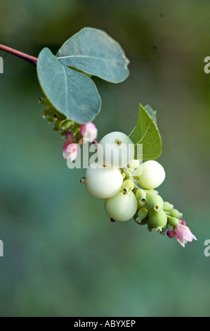 Snowberry Symphoricarpos albus Foto Stock