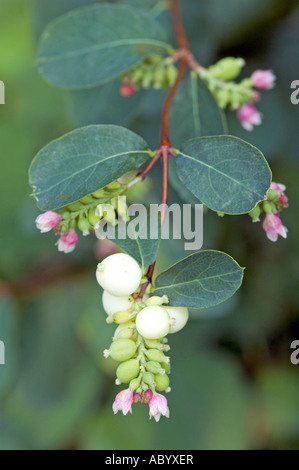 Snowberry Symphoricarpos albus Foto Stock