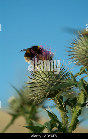 Bee per raccogliere il polline da un thristle per la produzione di miele buzz occupato come un' ape pollenation Foto Stock
