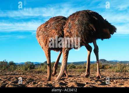 La bacchetta di struzzo la testa sotto la sabbia impostare ancora non autentica il comportamento di struzzo in Africa Foto Stock
