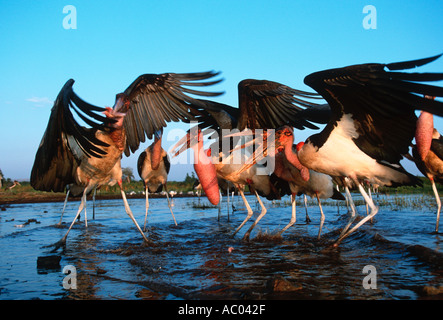 Marabou Stork Leptoptilos crumeniferus alimentare sul pesce in acqua poco profonda Africa Subsahariana Foto Stock