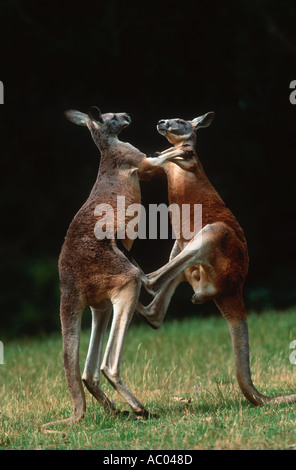 Canguro rosso Macropus rufus i maschi adulti lotta per il predominio in Australia Foto Stock