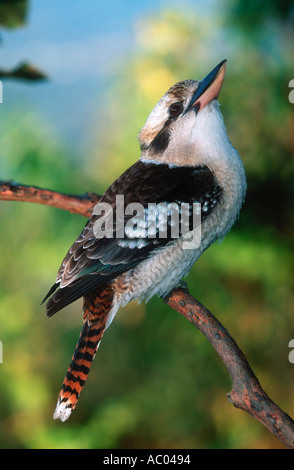 Ridendo Kookaburra Dacelo novaeguineae uccello caratteristico di Australia Australia Foto Stock