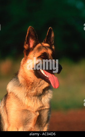 Cane domestico alsaziano Pastore Tedesco Foto Stock