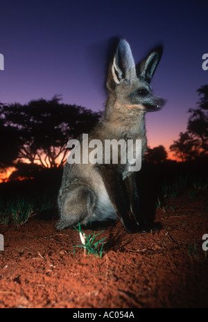Bat eared Fox Otocyon megalotis grandi orecchie sono utilizzati per individuare gli insetti preda Deserto Kalahari Africa australe e orientale Foto Stock