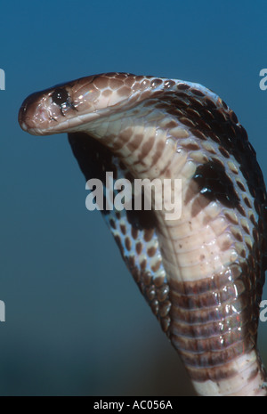 Spectacled cobra Naja naja o comune, Cobra Cobra asiatici, indiani Cobra,Asia di distribuzione Foto Stock