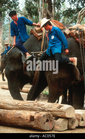Elefante asiatico Elephus maximus Mahouts elefanti di formazione per portare i registri Thai Elephant Conservation Centre Chang Mai Tailandia Foto Stock