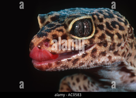 Leopard Gecko Eublepharis macularius Asia Foto Stock