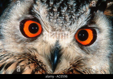 Il Bengala Gufo Reale Bubo bubo bengalensis India Foto Stock