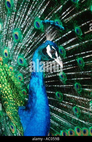 Peacock Paro cristatus maschio Asia visualizzazione Foto Stock