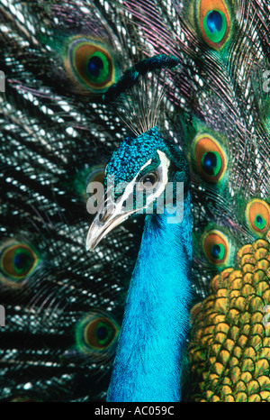 Peacock Paro cristatus maschio Asia visualizzazione Foto Stock