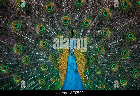 Peacock Paro cristatus maschio Asia visualizzazione Foto Stock