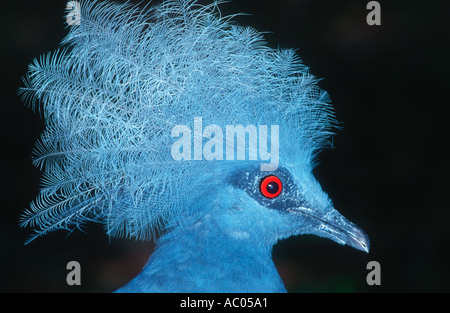 Victoria incoronato Pigeon Goura victoria Nuova Guinea Foto Stock