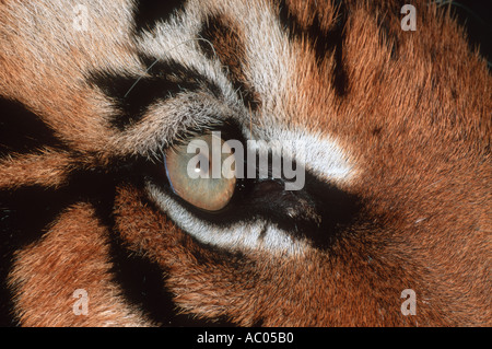 Tiger Panthera tigris specie in via di estinzione in Asia ma estinto in gran parte della sua gamma Foto Stock