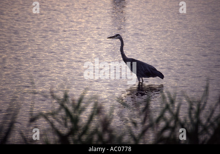 Airone cenerino Ardea cinerea in semi-silhouette a Lodmoor riserva RSPB a Weymouth Dorset, England, Regno Unito Foto Stock