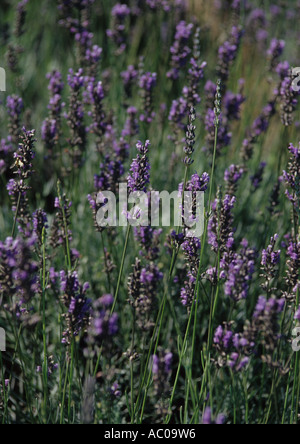 La Lavanda a Heacham in Norfolk Regno Unito Foto Stock