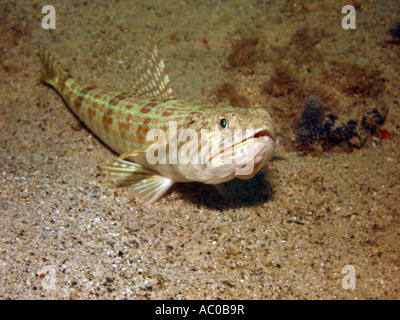 Subacqueo di sabbia , Synodus intermedius, Bonaire Foto Stock