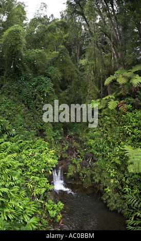 Cascata della foresta pluviale. Un panorama verticale di una piccola cascata circondata da lussureggiante vegetazione verde di vigneti e piante da fiore Foto Stock