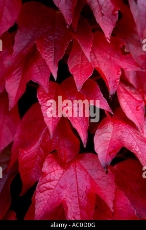 Boston Ivy in autunno Foto Stock