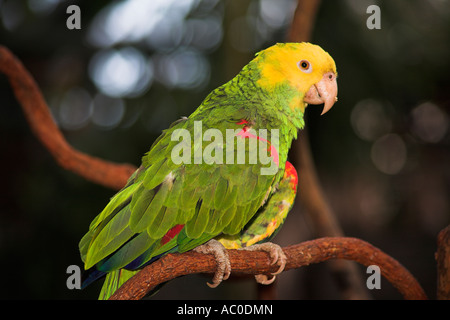 Giallo testa, Parrot Loro Parque Cabeza Amarilla, Amazona Oratrix, appollaiato su un ramo, Messico Foto Stock