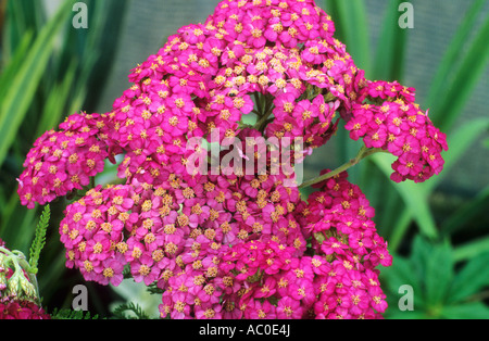 Achillea millefolium 'Apfelblute', syn. A. 'Appleblossom', achillea, fiori di colore rosa, pianta di giardino achilleas fiore piante Foto Stock