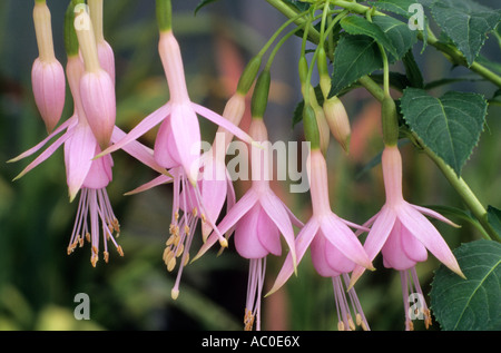 Fuchsia 'Whiteknights arrossire' fuschias Foto Stock
