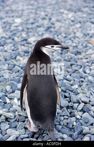 Pinguini Chinstrap (Pygoscelis Antartide) preening sulla spiaggia di mezza luna giornata sulla isola di Livingstone Antartide Foto Stock