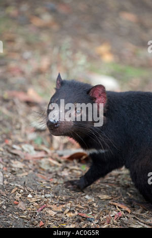 Un diavolo della Tasmania a qualcosa di natura selvaggia riserva vicino campo di montaggio Tasmania Foto Stock