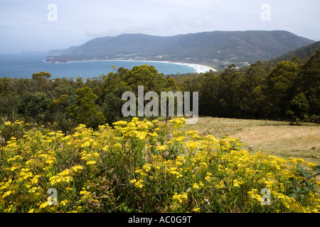 Baia di pirati vicino Eaglehawk bocchettone sulla Tasman Pensinula Foto Stock