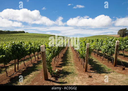 Vigne al Pipers Brook vigna il più vecchio in Tasmania Foto Stock