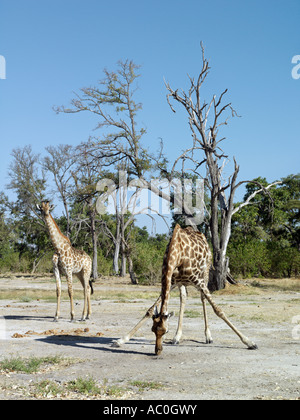 Una giraffa lambisce il sale vicino al Fiume Kwai sull'angolo nordest della Moremi Game Reserve Foto Stock