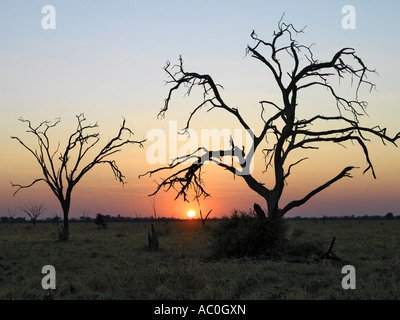 Gli alberi morti stagliano contro un tramonto Foto Stock