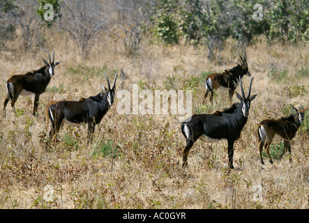 Una piccola mandria di Sable antilopi nel Chobe National Park con il loro getto cappotti di nero e bianco volti e underbellies Foto Stock