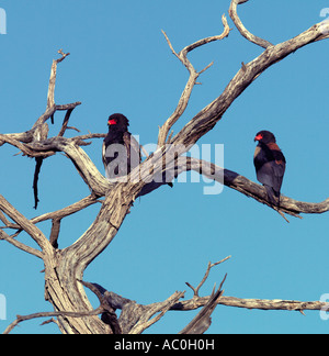 Due aquile Bateleur (Terathopius ecaudatus) su un albero morto. Il Bateleur è una cospicua breve tailed eagle Foto Stock