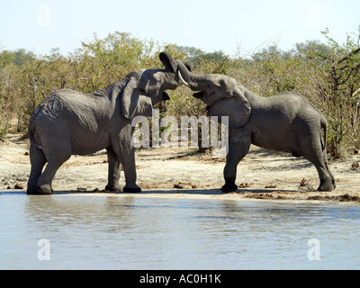 Due elefanti di Bull il combattimento a waterhole Foto Stock