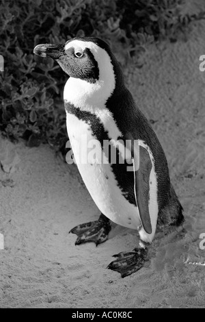 Jackass penguin permanente sulla Spiaggia Boulders Bay Città del Capo Sud Africa Foto Stock