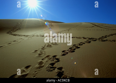 Footprint di confusione su un deserto dune di sabbia in grandi dune di sabbia Monumento Nazionale in Colorado USA Foto Stock