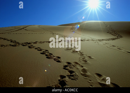 Footprint di confusione su un deserto dune di sabbia in grandi dune di sabbia Monumento Nazionale in Colorado USA Foto Stock