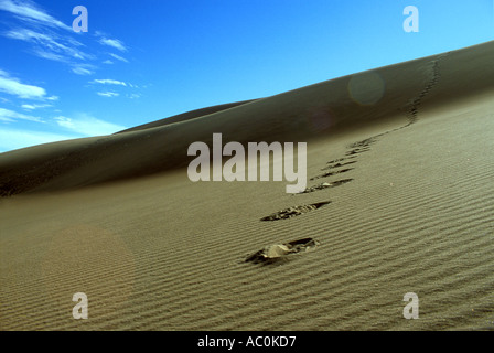 Impronte in una duna di sabbia Foto Stock