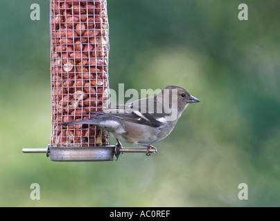 Hen fringuello alimentazione da un alimentatore di arachidi Fringilla coelebs Foto Stock