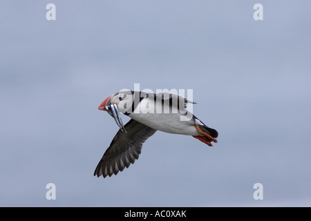 Puffin in volo con cicerelli Foto Stock