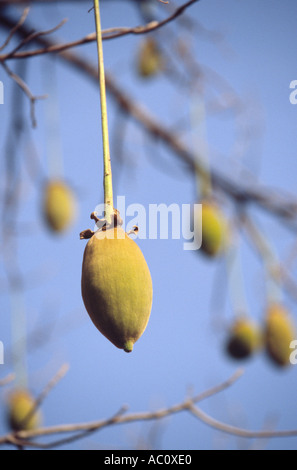 Frutto di Baobab - Kani Kombole, Pays Dogon del Mali Foto Stock