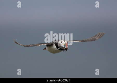 Puffin in volo con cicerelli Foto Stock