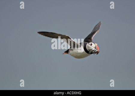 Puffin in volo con cicerelli Foto Stock